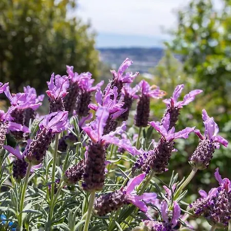 Echapee Belle - Vinayard View - Jacuzzi Bbq - Parking * Nice