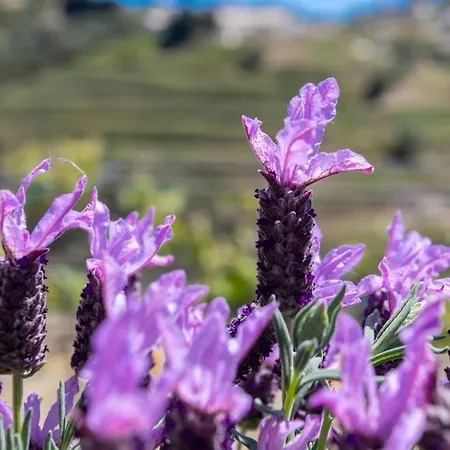 Echapee Belle - Vinayard View - Jacuzzi Bbq - Parking Nice